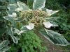 Gradina Botanica Brera - Milano