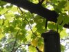 Gradina Botanica Brera - Milano