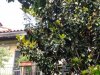 Gradina Botanica Brera - Milano