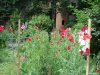 Gradina Botanica Brera - Milano