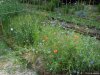 Gradina Botanica Brera - Milano
