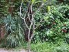 Gradina Botanica Brera - Milano