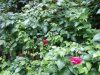 Gradina Botanica Brera - Milano