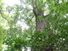 Gradina Botanica Brera - Milano