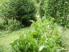 Gradina Botanica Brera - Milano