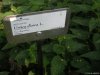 Gradina Botanica Brera - Milano