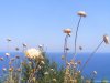 Platamonas