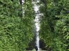 Hellbrunn