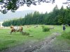 Izvoru Muresului