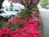 Lago Maggiore - Arona