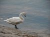 Lago Maggiore - Arona