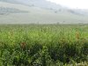 Manastirea Dealu Mare