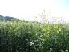 Manastirea Dealu Mare