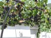 Insula Thassos - Maries