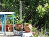 Insula Thassos - Maries