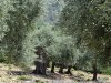Insula Thassos - Maries