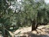 Insula Thassos - Maries