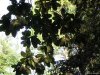 Monza - Parco di Villa Reale
