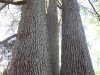 Monza - Parco di Villa Reale