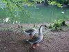 Monza - Parco di Villa Reale
