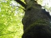 Monza - Parco di Villa Reale