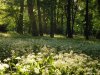 Monza - Parco di Villa Reale