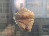 Insula Thassos - Muzeul de Arheologie din Limenas