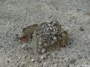 Muzeul Trovantilor Costesti - Valcea