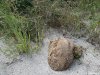 Muzeul Trovantilor Costesti - Valcea