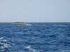 Palmarola