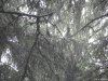 Paltinis
