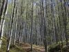 Pestera Valea Cetatii