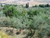 Pienza
