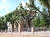 Pienza
