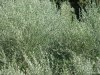 Pienza