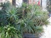 Rapallo