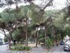 Rapallo