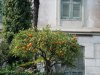 Rapallo