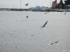 Rapallo