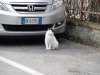 Rapallo
