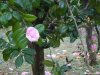 Rapallo - Parcul Luigi Casale