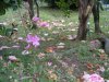 Rapallo - Parcul Luigi Casale