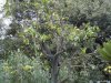 Rapallo - Parcul Luigi Casale