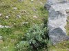 Alpe Pedriola