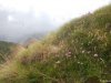 Alpe Pedriola