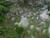 Alpe Pedriola