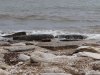 Insula Thassos