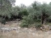 Insula Thassos