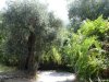 Insula Thassos