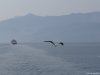 Insula Thassos
